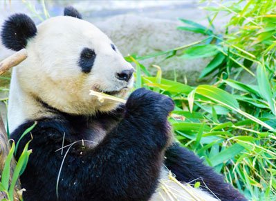 Image of the bear at san diego zoo